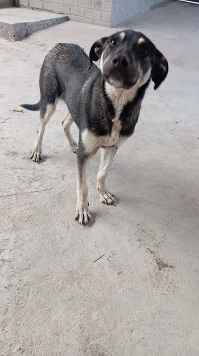 Собака в хорошие руки