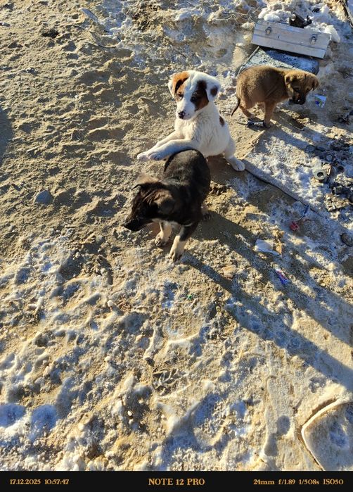 Еркек күшіктер сатылады