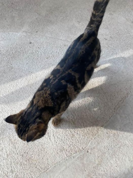 Bengal tozza  ona mushuk