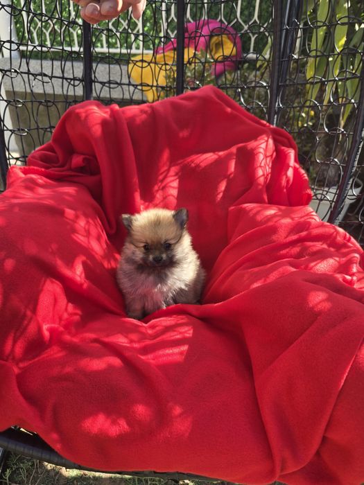 Померан Померанче