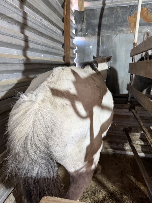 Кобыла ручная, торг имеется