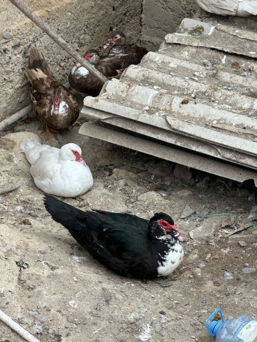 Индаутка ургашы еркег сатылады