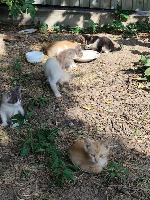 Котята от крысыловки.