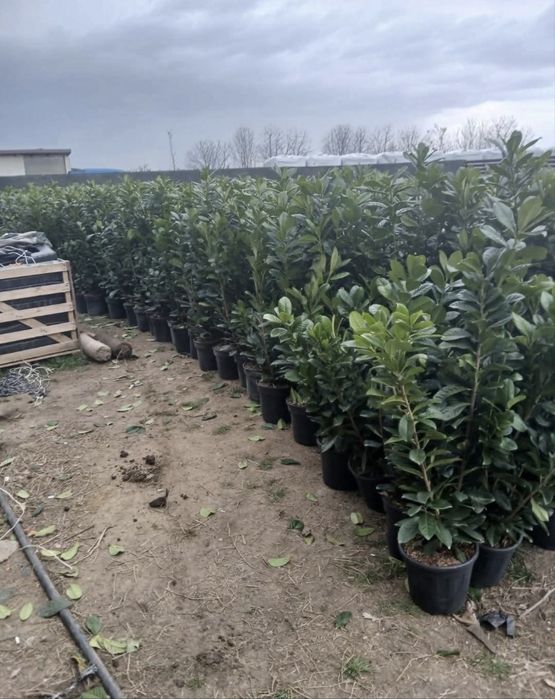 Tuia leylandii super oferta gazon rulou