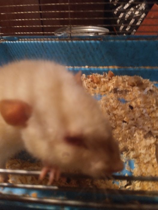 Отдам крысу альбиноса