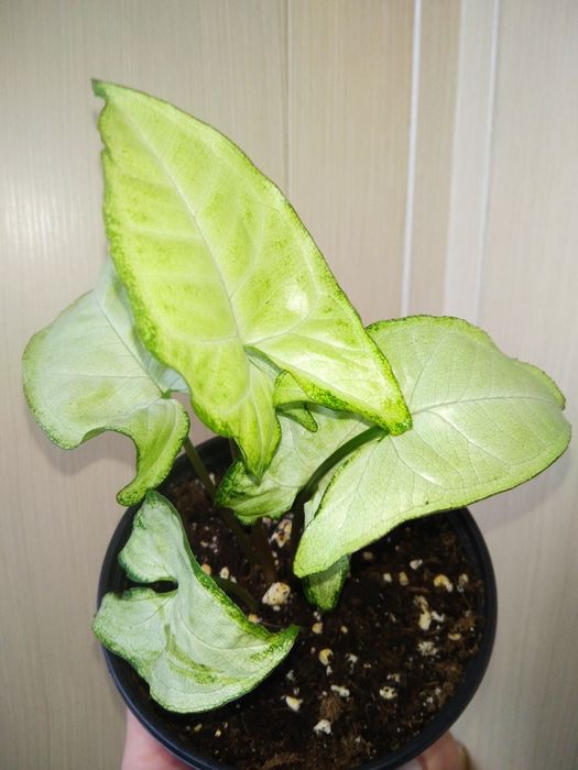 Продам цветы Сингониум