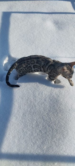 Бенгальские котята