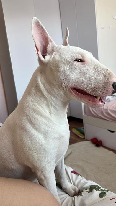 Вязка бультерьер