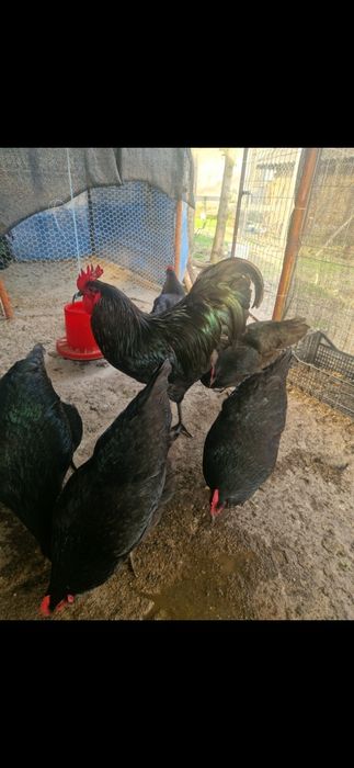 Oua de incubat de Australorp Negru de la pasarile din imagine. Pret 5 lei oul, detali 0728310545