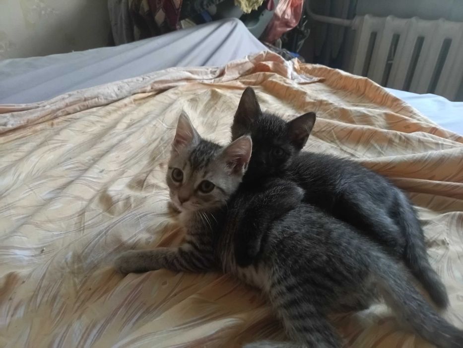 Котята бесплатно