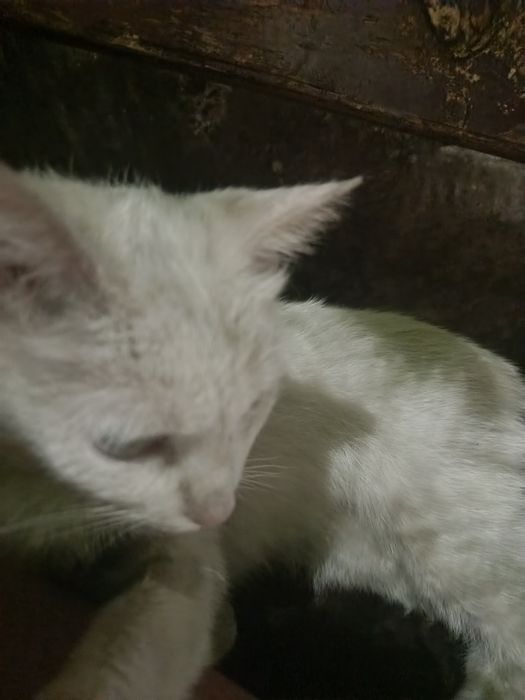 Кошке нужен дом!