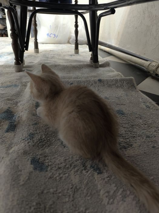Отдам котенка в хорошие руки
