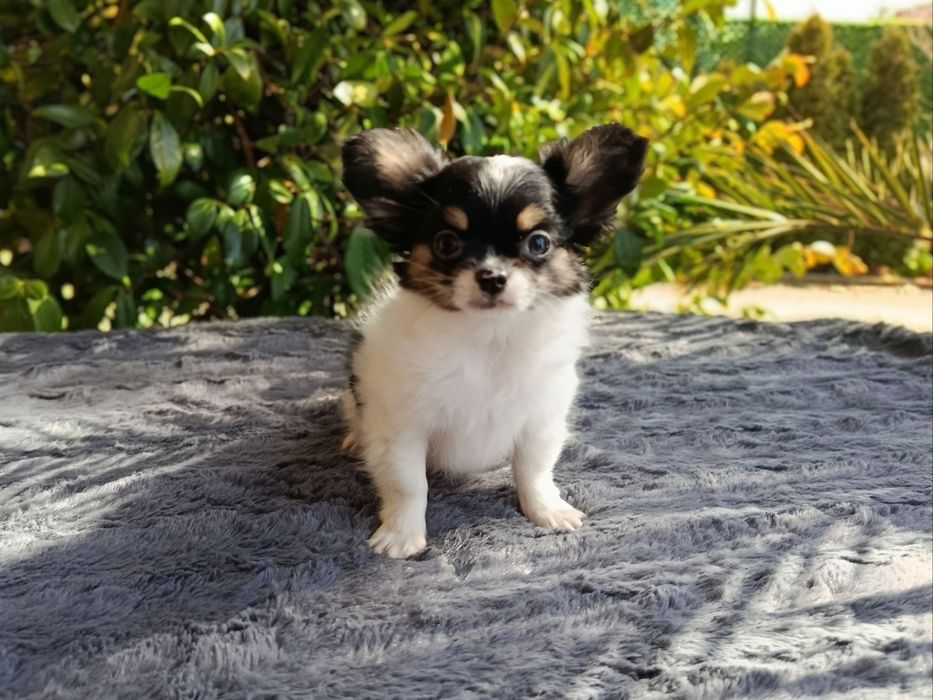 Дългокосместо чихуахуа