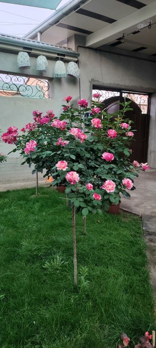 Штаповий роза гуллари