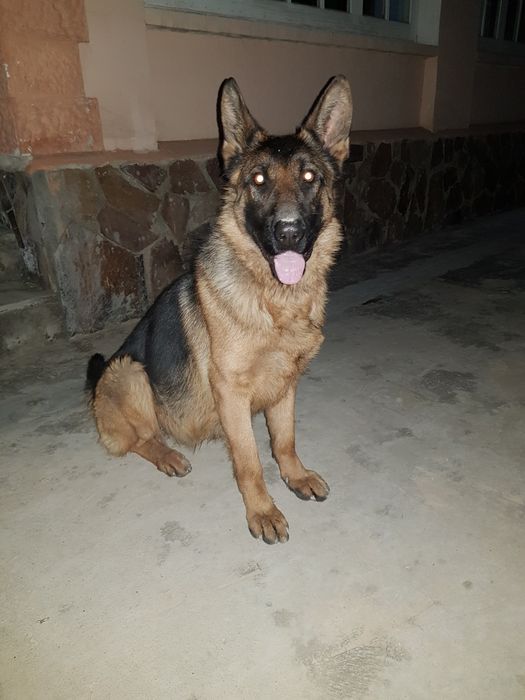 Немецкоя овчарка