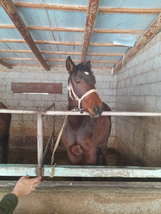 Тайлар сатылады.ст.Тулкибаста