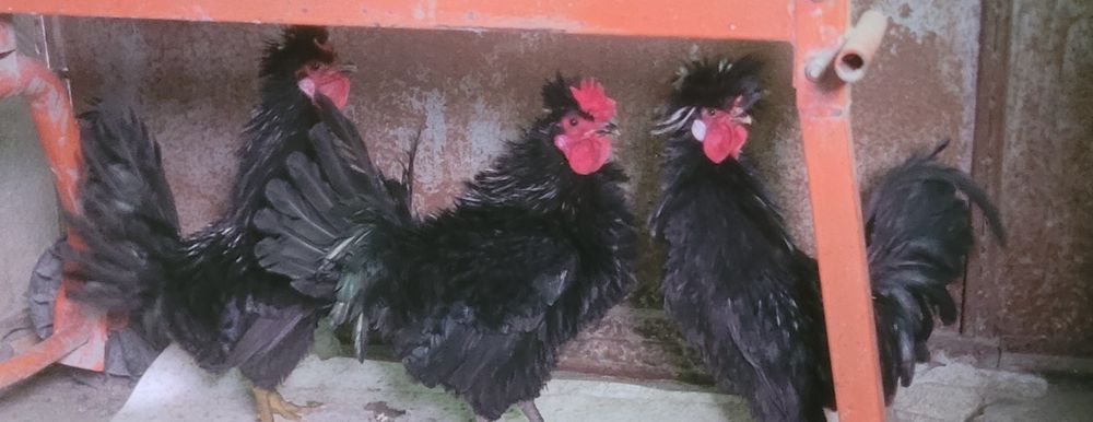 Cocosei frizati  2025