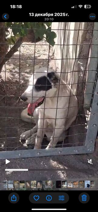 Ургашы.   Кушик.    Сатылады.   Жуас