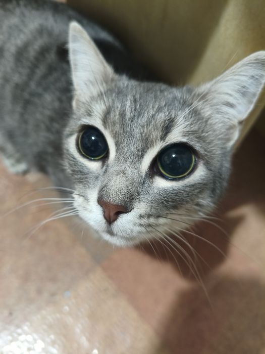 Отдам кота и кошку