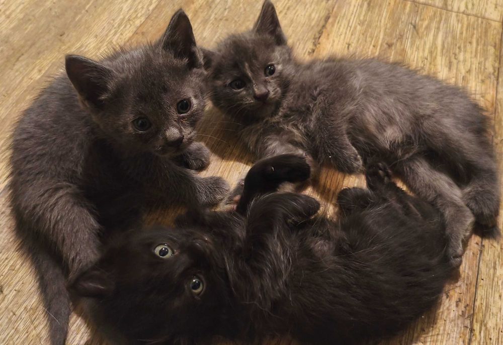 Котята в добрые руки