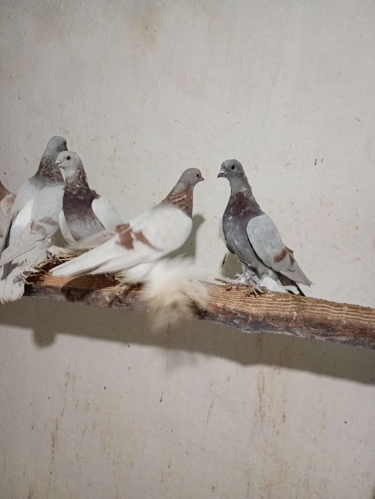 Продам бойных голубей