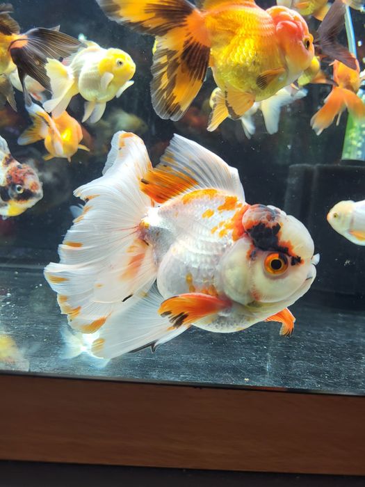 Vând carasi oranda