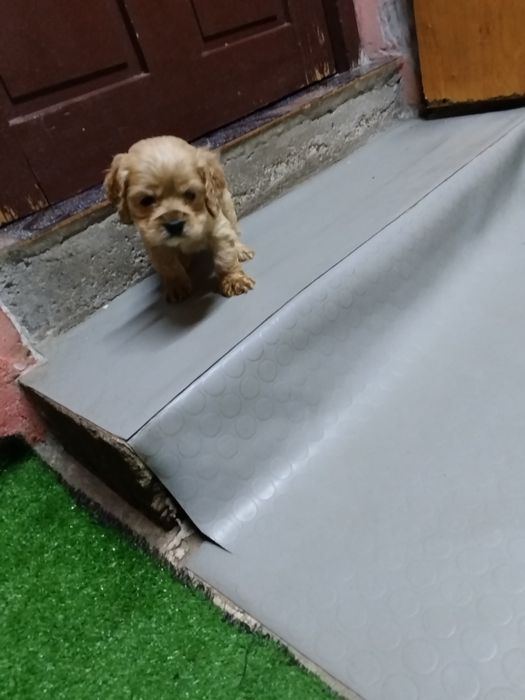 Продавам 2 кученца кокер шпаньол