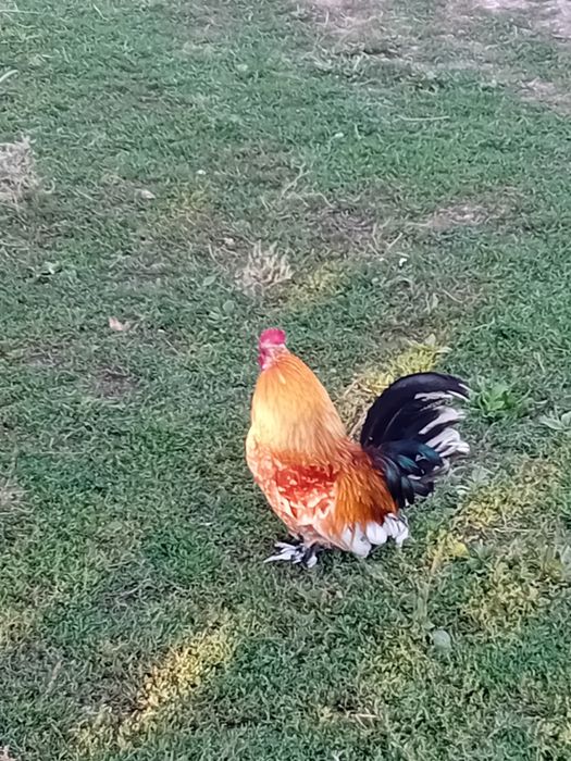Cocos liliputi de vanzare