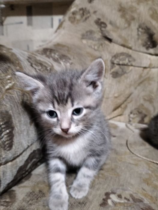 Отдам котят бесплатно