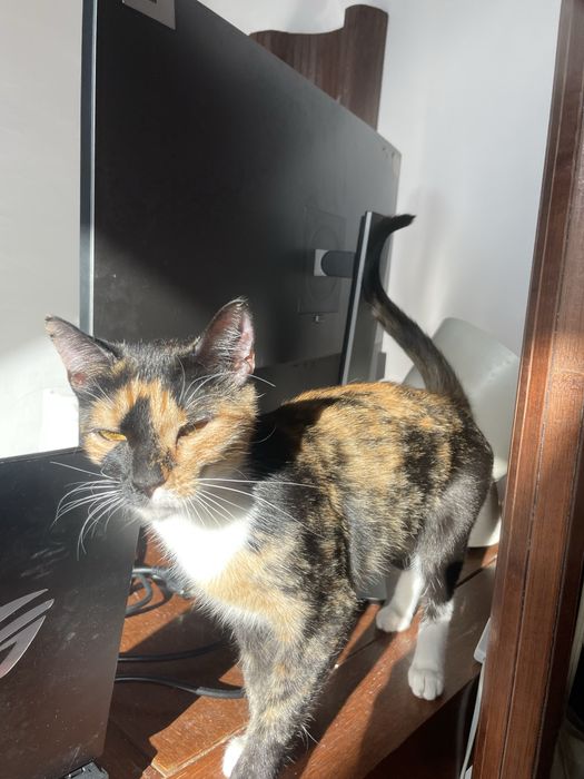 Ofer pisica iubitoare spre adoptie
