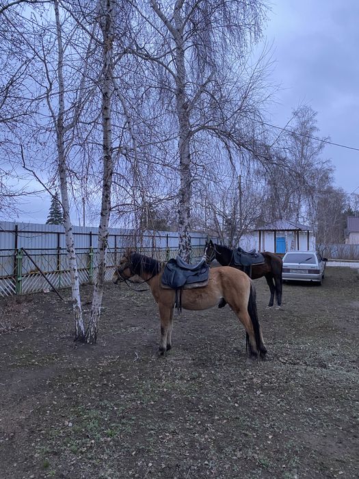Сдам дом посуточно