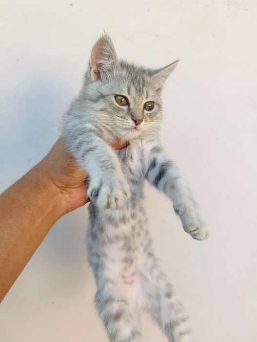 Продаю серебристого котёнка