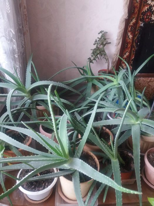 СРОЧНО!Не дорого!Продам Алоэ Вера