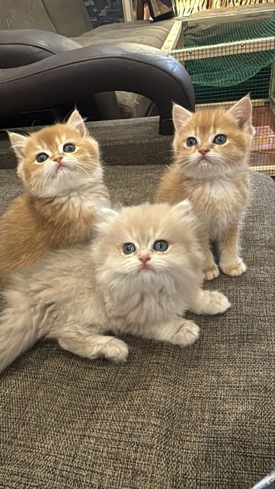 Продается яркие , чистопородные котята шиншилла