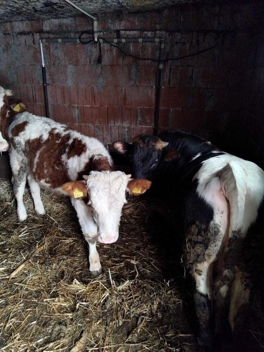 Vând șase tăurași