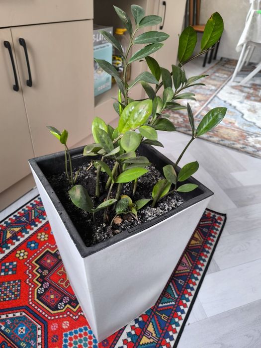 Долларовое дерево с горшком