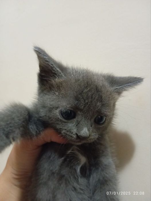 Naruto va jinsiy aloqa haqida hikoyalar