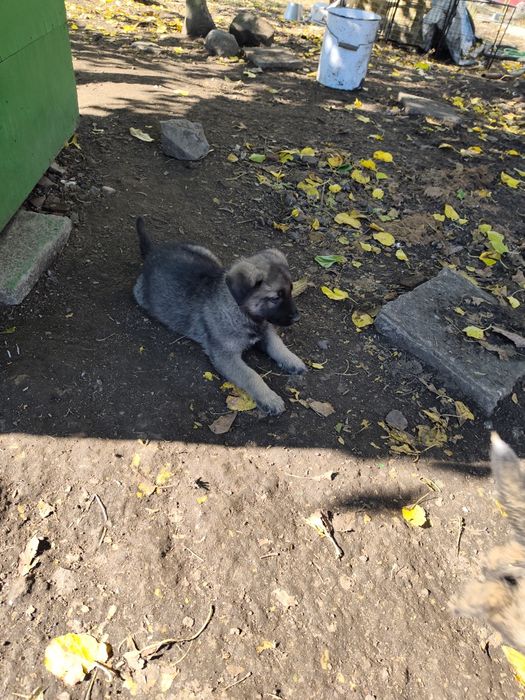 Женска немска овчарка