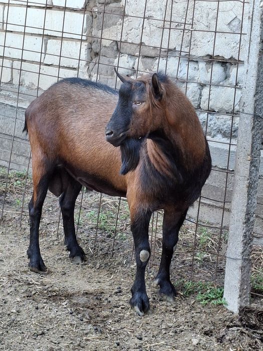 Țap Alpin Francez