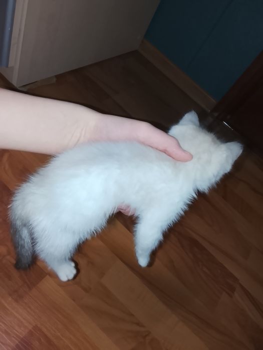 Отдам котенка а добрые руки