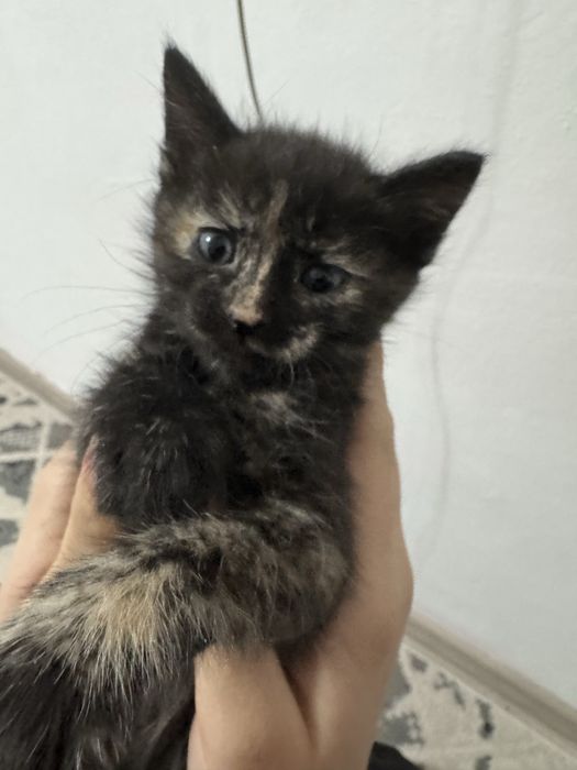 Отдам котёнка бесплатно