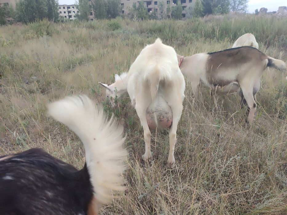 Продам дойную козу
