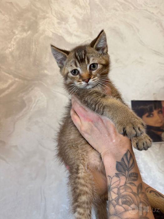 продам котят британский шиншила