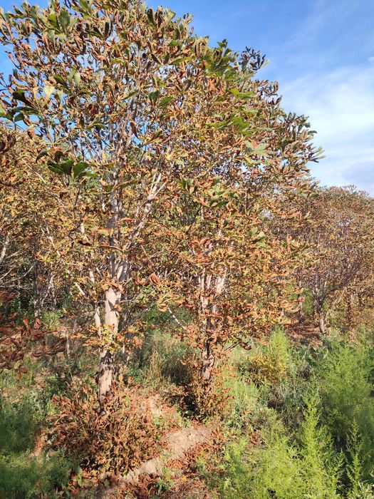 Каштан крупномер формированный