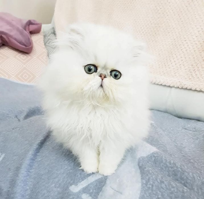 Persana chinchilla white silver