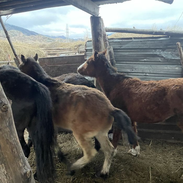 продам 1 Жеребец и 3 тай