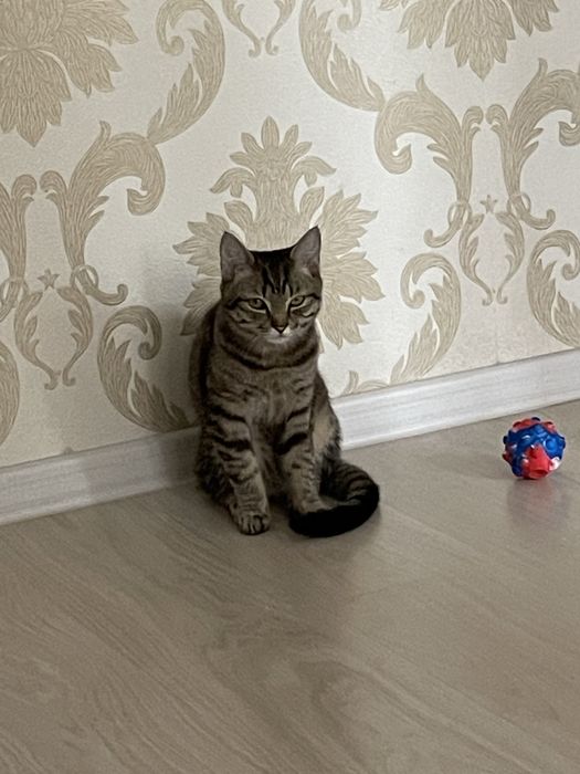 Кошка бесплатно кот