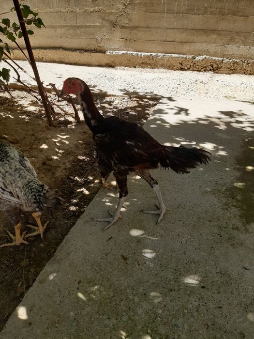 Куры Байтсовские Даканы