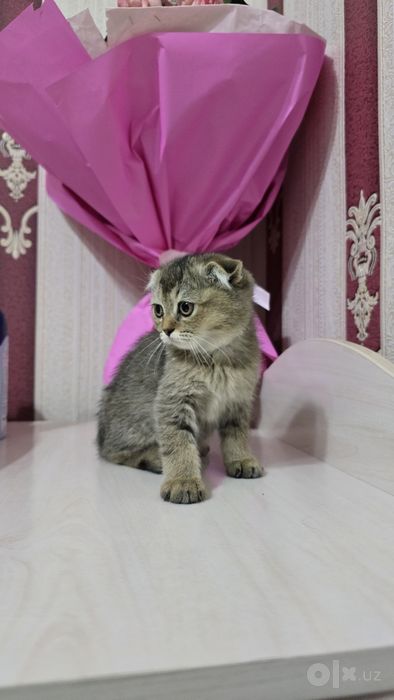 Scottish Fold (Shodlandskaya vislouxaya)
