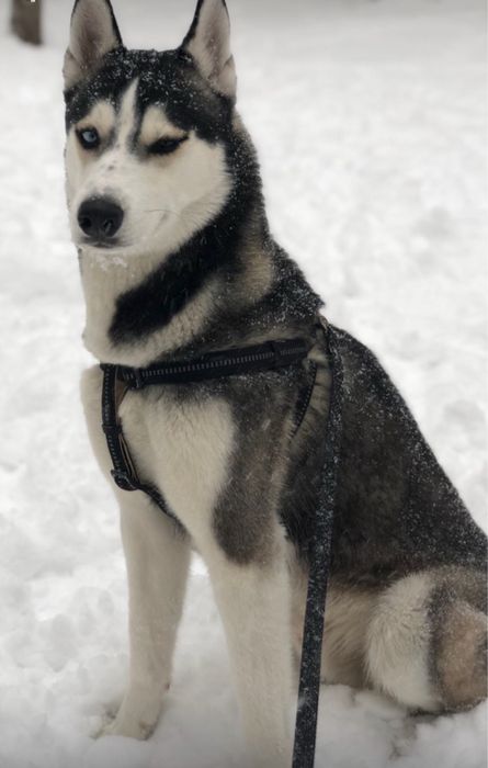 Сибирский Хаски вязка
